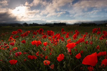 Red poppies blossom on wild field. Colorful scene of lots of poppies at sunrise growing in a field, Provence, France