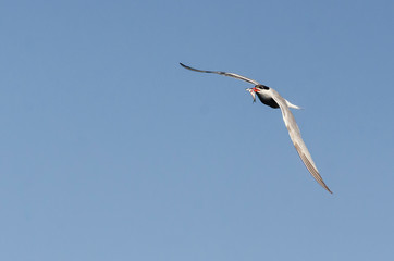 Common Tern flying with fish