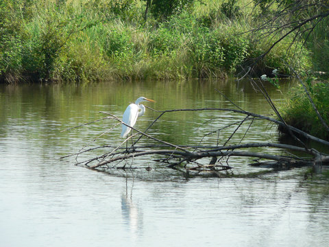 Hunting Heron, Great Plains Nature Center, Wichita, Kansas