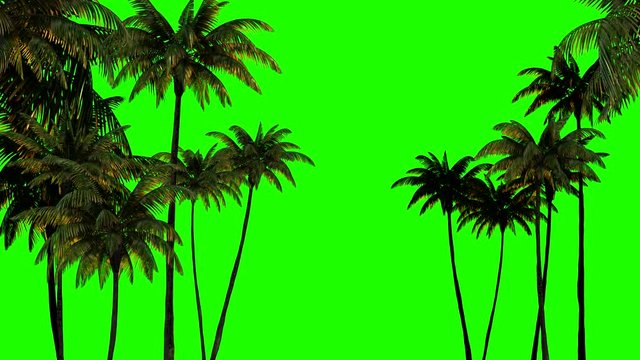 3d animation for keying, three palm trees on a green chromakey
