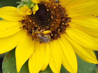 Bee on a sun flower