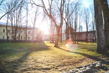 bright sunny glare in the park in early spring