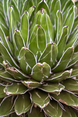 close up of brightly colored cactus and succulents