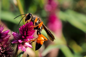 Golden digger wasp on a pink flower