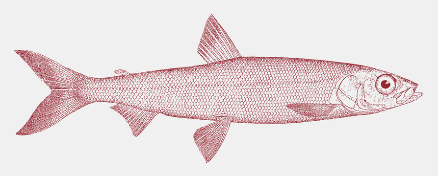 Bloater, coregonus hoyi, a threatened fish from the Great Lakes in North America in side view