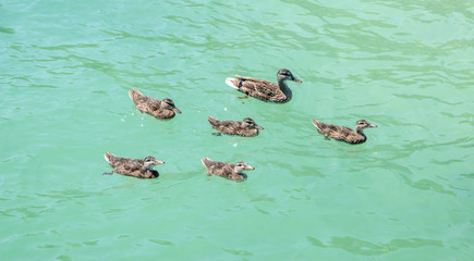 Obraz premium Ducks family in green waters