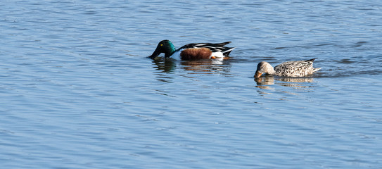 canard souchet