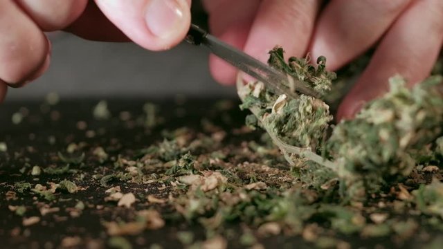 Manual processing of cannabis buds of medical marijuana with old scissors.
