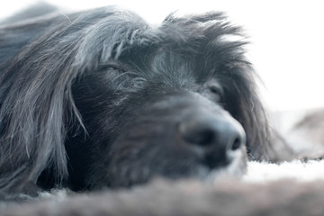 muzzle of a sleeping dog close-up.