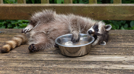 Playful little baby raccoon splashing his paw in cool water on a warm day in Oak Mountain, New Brunswick, Canada.