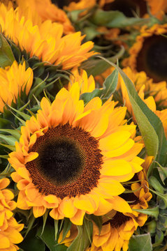 Vividly bright yellow single sunflower dominant in photo of sunflowers
