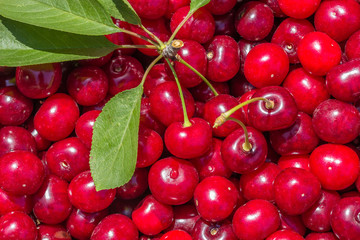 Crop of red ripe cherries in backlit, close-up