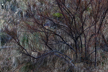 Trees in an urban environment
