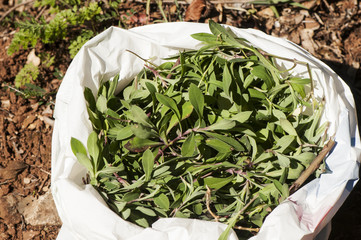 Silene vulgaris the bladder campion or maidenstears is an edible plant highly prized in certain...