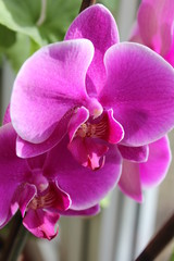 Fototapeta na wymiar Purple orchid, phalaenopsis on nature background for good mood