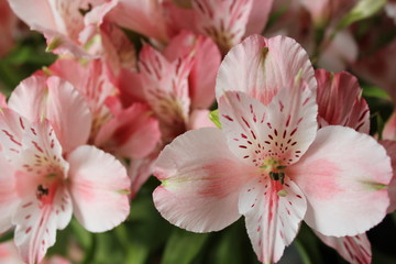 Fototapeta na wymiar Spring mood with flowers of alstroemeria