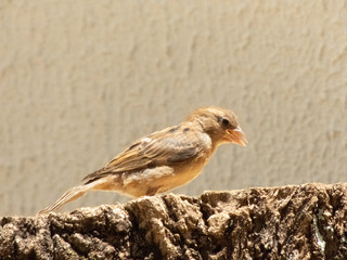enjoying the sunny day to photograph sparrows