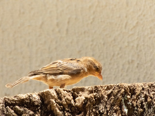 enjoying the sunny day to photograph sparrows