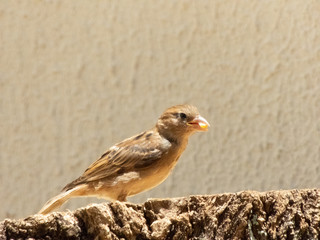 enjoying the sunny day to photograph sparrows