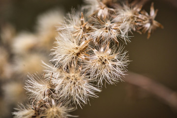 blume, natur, pflanze, saat, makro, weiß