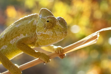 chameleon