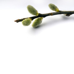 branch with blooming buds, copy space