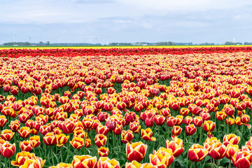 Red, orange and yellow tulips on flower plantations in the Dutch province of Flavoland, selective focus. Blooming rows of tulips in the Netherlands. Spring flower fields against the blue sky.