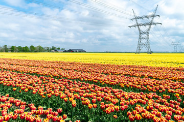 Blooming rows of orange and red-yellow tulips in the Dutch flower fields against the blue sky. Red and yellow tulips on flower plantations in the Netherlands, province of Flavoland, selective focus.