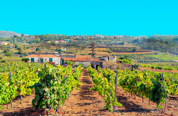 Fototapeta na wymiar Vineyards on the island of Tenerife