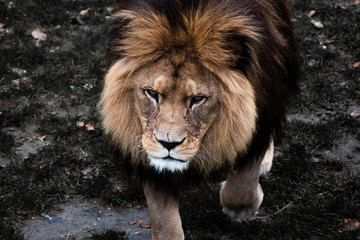 portrait of a lion