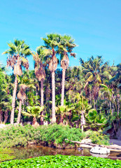 Fototapeta premium Palm trees in Puerto de la Cruz in Tenerife