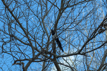 Magpie on a tree. A lone magpie sits on a tree among the branches
