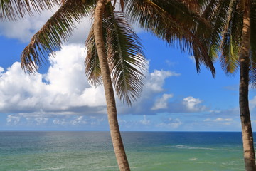 Palm trees, ocean and blue sky in Salvador, Bahia