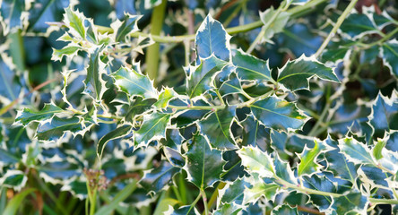 Ilex aquifolium 'Aureomarginata' | European variagated holly evergreen foliage with yellow and thorny margin