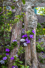 Intense violet flowers announce the arrival of spring in a rural location in the interior of Brazil.