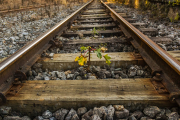 Life is born through the railroad tracks showing the strength of nature.