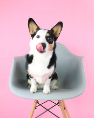 Corgi on Pink Background