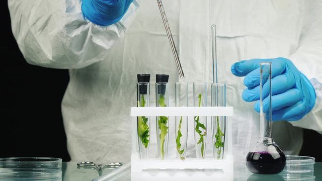 Macroshooting of test tubes with plants, they add the drug. Genetic modifications concept