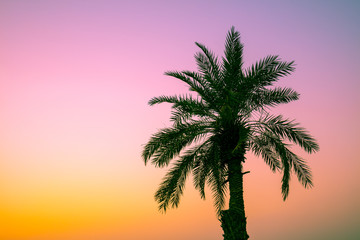 Palm tree against a sunset sky.  Silhouette of the tall palm tree. Tropic evening landscape. Gradient color
