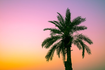 Palm tree against a sunset sky.  Silhouette of the tall palm tree. Tropic evening landscape....