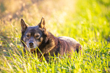 Dog looking sunset in the countryside in a field. The dog lies on the grass