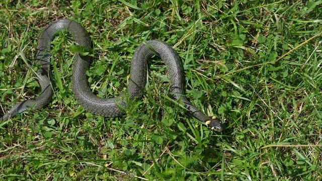 Grass snake (Natrix natrix) sneaks away