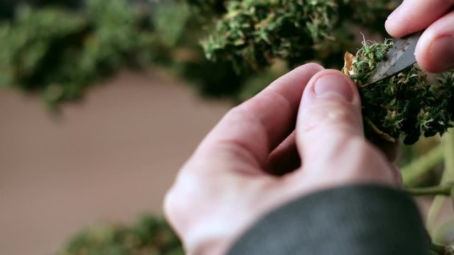 Manual processing of cannabis buds of medical marijuana with old scissors.