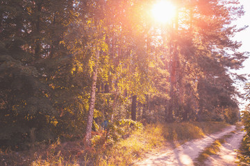 Rural dirt road in the forest in the evening. Sunset in a pine forest