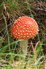 Fliegenpilz 2