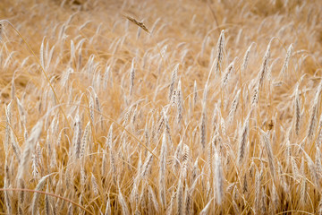 Fields of wheat at the end of summer fully ripe. natural background