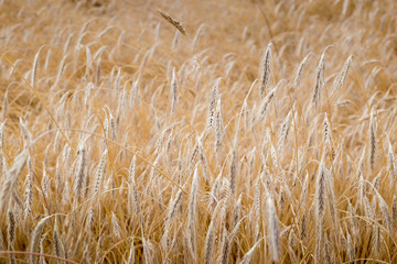 Fields of wheat at the end of summer fully ripe. natural background