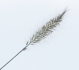 Obraz premium grass isolated on white background