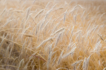 Fields of wheat at the end of summer fully ripe. natural background