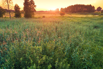 Rural landscape with the beautiful evening sky. Green meadow in summer